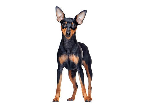 Miniature Pinscher Dog Breed Information Purina